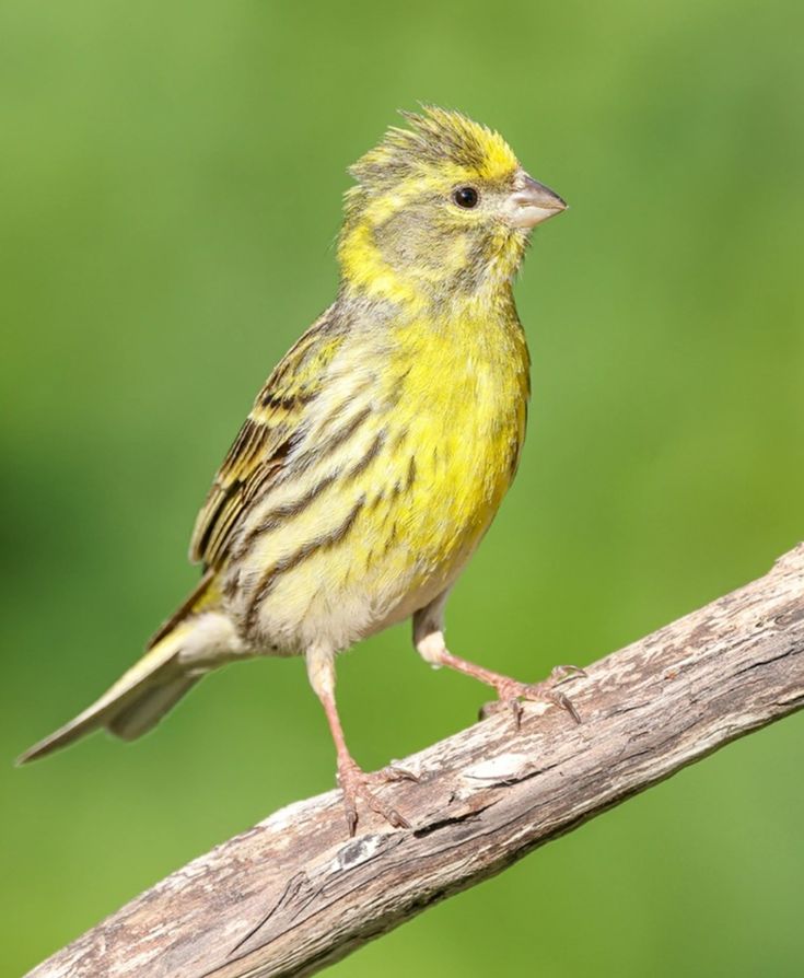 Serin cini
